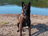 Pablo ein lebensfroher Malinois - Lübeck