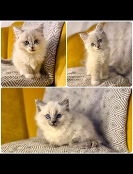 Flauschige Ragdoll/Heilige Birma Kitten - Ingolstadt