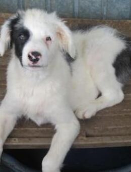 Oreo ist unsere süße Knutschkugel - Elsdorf (Nordrhein-Westfalen)