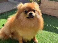 🩷Tiffy 🩷5-jährige Pomeranian - Kassel