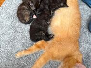 KITTEN Main Coon , Britisch Kurzhaar Mix - Emmendingen
