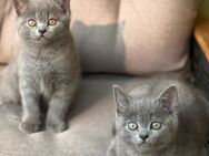 „Zauberhafte Britisch Kurzhaar Kitten – bald bereit für ihr neues Zuhause!“ - Hamburg
