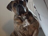 Old english Bulldogge - Mannheim