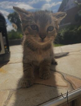 Süße Kitten suchen ein liebevolles Zuhause - Krefeld