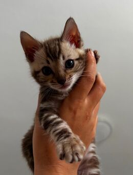 Reinrassige Bengal Kätzin Sephia mable - Wriezen