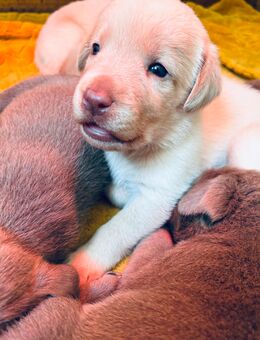 Süße Labradorwelpen suchen ein Heim für immer - Sonnenstein