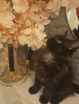 Main Coon Junge sucht ein Liebevolles Zuhause - Hörstel