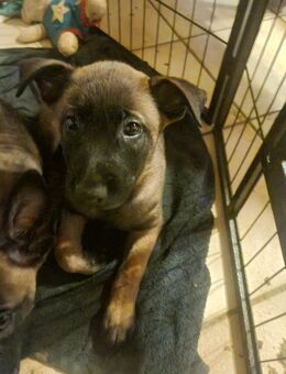 Malinois welpen - Mönchengladbach