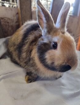 Kaninchen Zwergkaninchen Weibchen - Högsdorf