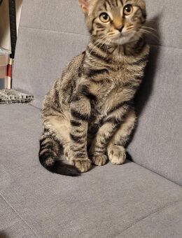 Jung Kater Katze EKH - Hanau (Brüder-Grimm-Stadt) Großauheim