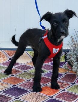 Wirbelwind Frusca sucht ihre Menschen - Essen