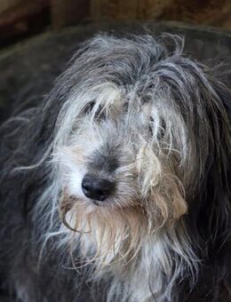 Fluffy - kleine Wuschelmaus - Dreikirchen