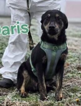 Daris sucht ein Zuhause - Linden (Hessen)