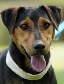 NOTFALL: Menschenfreund sucht Anhang - Obertshausen