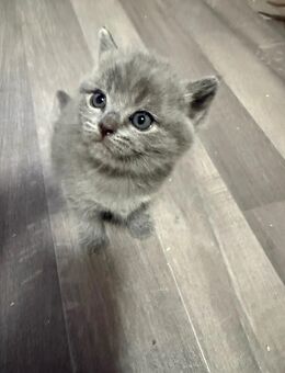 Bkh kitten - Hamburg Harburg