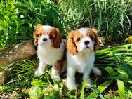 Welpen-Cavaler King Charles Spaniel Blenheim - Bielefeld Brake