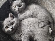 Kitten britisch kurzhaar - Kamen