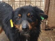MARLON-1,5 jähr,wunderschöner Rüde,40 cm - Rösrath