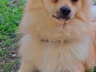 Spitz Mix sucht ein neues zuhause! - Cuxhaven