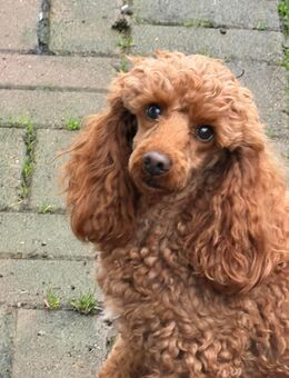 Toypudel junge - Elbingerode