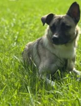 Tiger Lebenslustiger Rüde sucht Zuhause - Unterföhring