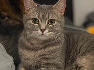 Britisch Kurzhaar kitties - Wolfenbüttel