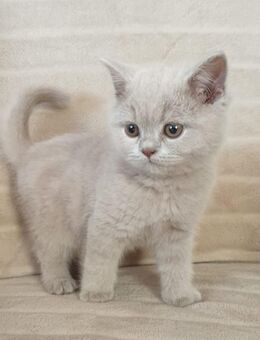 BKH kitten in Fawn/ Lilac - Blaufelden