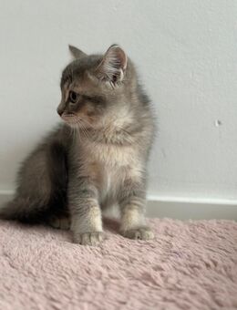 Britisch Kurzhaar Kater abzugeben – liebevoll & gepflegt - Frankfurt (Main) Kalbach-Riedberg