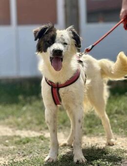 CHAPLiN 😍 ein wunderbarer Familienhund - Mylau