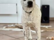 Rambo auf der Suche nach einem Zuhause - Essen
