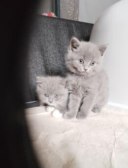 Britisch kurzhaar kitten ( antiallergiker Katze) - Osnabrück