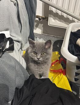 Britisch kurzhaar kitten abzugeben - Hamburg