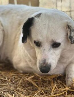Perdita ist eine bildhübsche Hündin 🐾 - Elsdorf (Nordrhein-Westfalen)