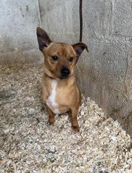 Toller Dackelmix Curro sucht Körbchen# - Essen