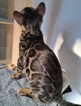 Spektakuläre Bengal Jungs mit XXL Rosetten! - Haßloch