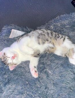 12 Wochen alter Kater - Rödental