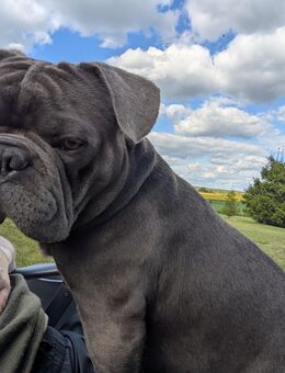 Buddy in liebevolle Hände abzugeben - Gerswalde