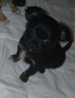 Noch 1 Mini Chiuhuahua welpen langhaar rüde - Bad Kissingen Zentrum