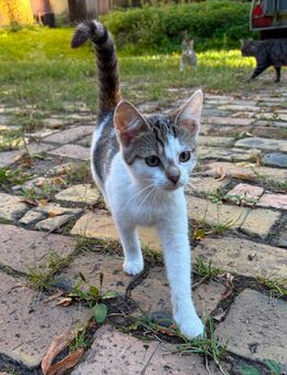 Kitten,Katze , jung Katze - Rüdersdorf (Berlin)