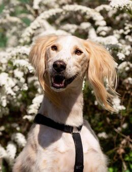Freundlicher Richard sucht sein Zuhause - Duisburg