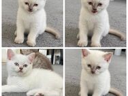 Reinrassige BKH Kitten - Bürstadt