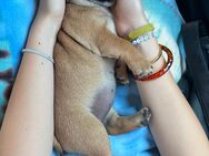 Französische Bulldogge-Mix . Welpe sucht ein liebevolles Zuhause - Berlin Marzahn-Hellersdorf