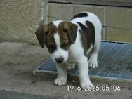 Jack Russell Terrier Welpen 8 Wo. - Lonnerstadt
