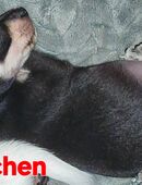 Chihuahua Welpen suchen ihr zu Hause in 39179