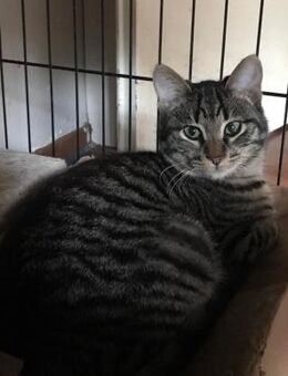 Julien aus dem Tierschutz - Grevenbroich