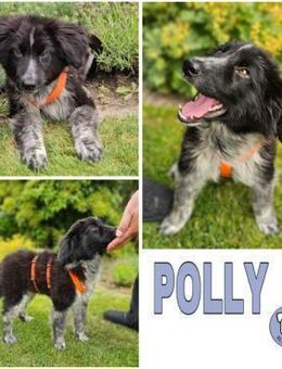 POLLY -rundum tolles Hundekind- - Duisburg