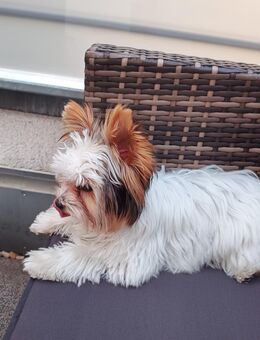 Biever Yorkshire Terrier - Düsseldorf