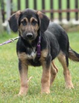 Enja sucht ihr für immer Zuhause... - Hagen (Stadt der FernUniversität)