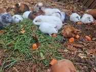 Meerschweinchen Jungtiere - Chemnitz