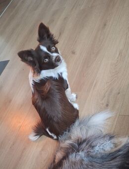 Der kleine Snickers sucht ein Zuhause - Ilsede